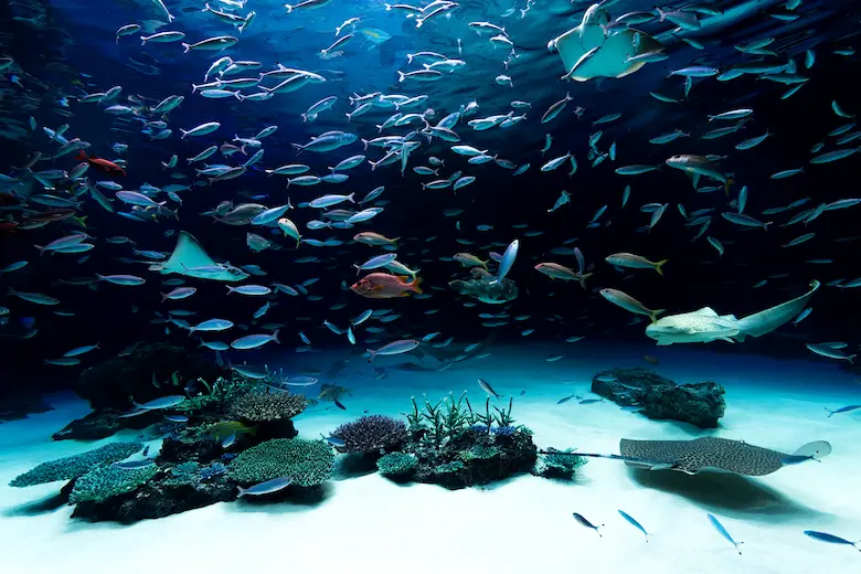 水族館の写真