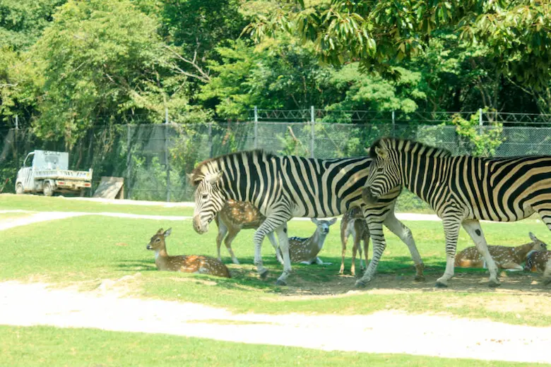 動物園の写真