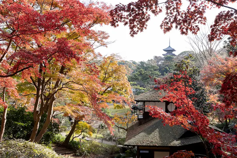 三溪園紅葉の写真1