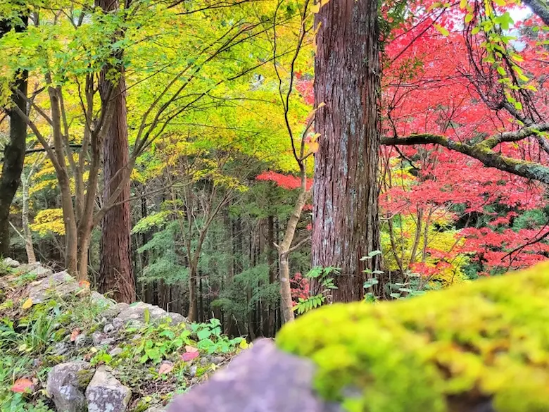 奥多摩御岳山紅葉の写真