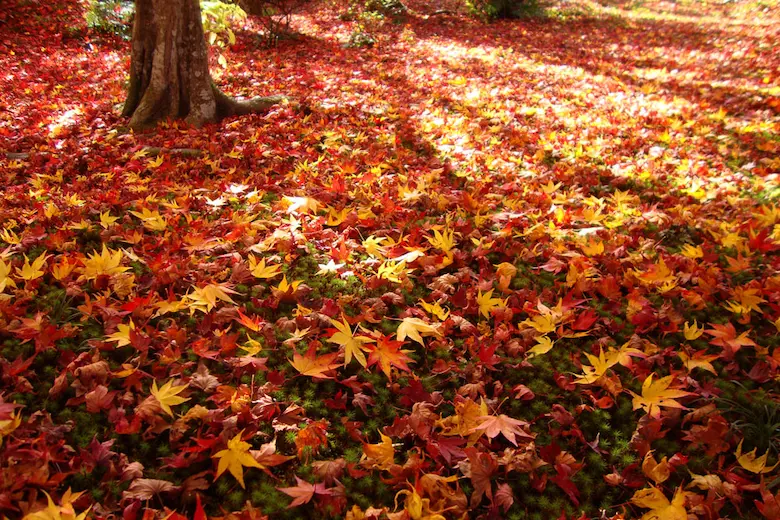 紅葉の写真